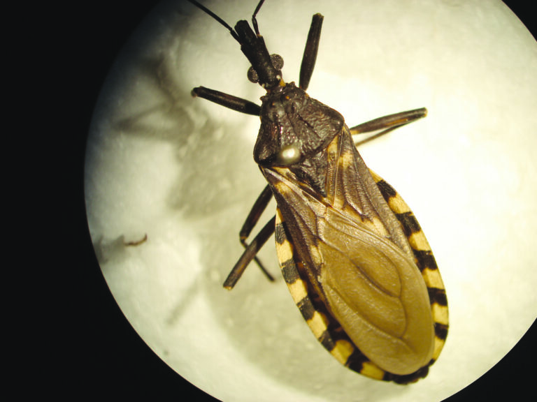 Comienza a desarrollarse un novedoso mapa de Chagas en Argentina