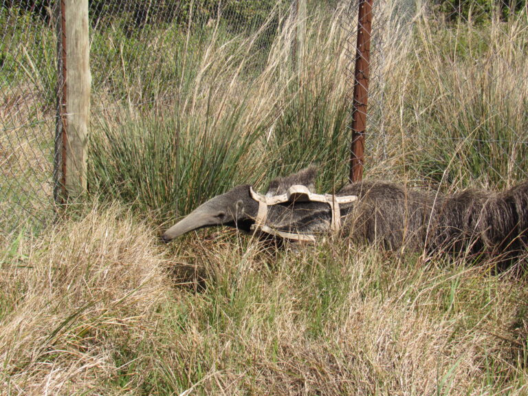 Siguen creciendo las poblaciones de Osos Hormigueros en el Parque Nacional Iberá