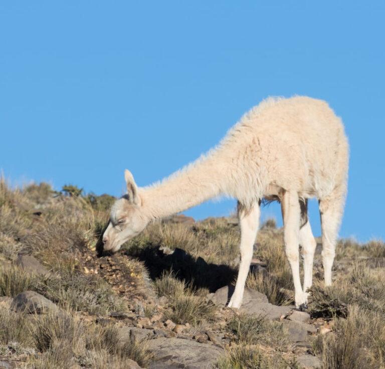 Tres años despues de su primer avistaje, reapareció un guanaco albino en la Reserva Natural de Villavicencio