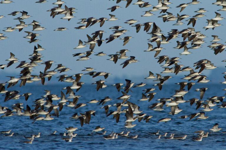 Se pone en marcha el Plan Nacional para Conservar a las Aves Playeras en Argentina