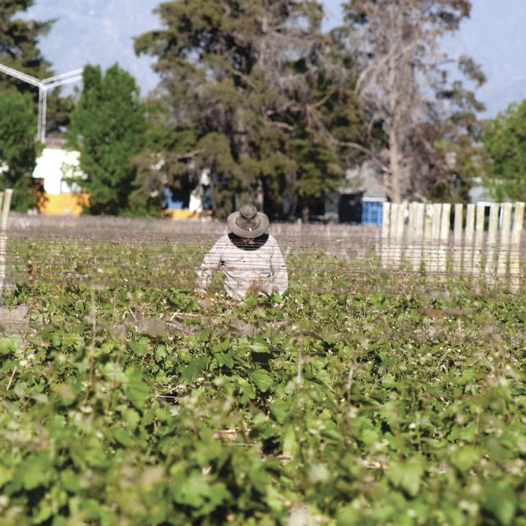 Con reconocimiento de la OIV, COVIAR presentó la Guía de Sostenibilidad Vitivinícola Argentina