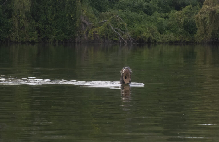 Redescubren una especie que se creía extinta en Argentina: la nutria gigante o lobo gargantilla