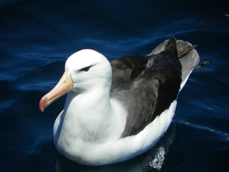 19 de Junio, el día mundial del Albatros