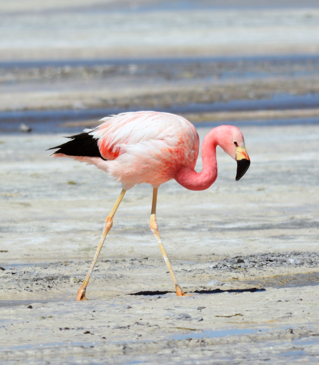 Un paso más hacia la creación del Parque Nacional Ansenuza