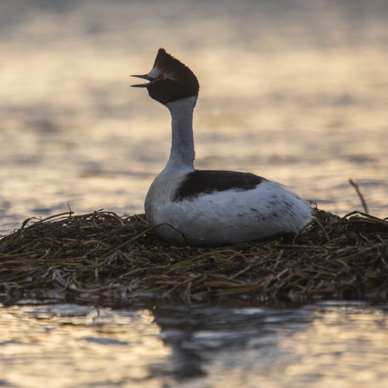 Plataformas flotantes para favorecer la reproducción del críticamente amenazado Macá Tobiano