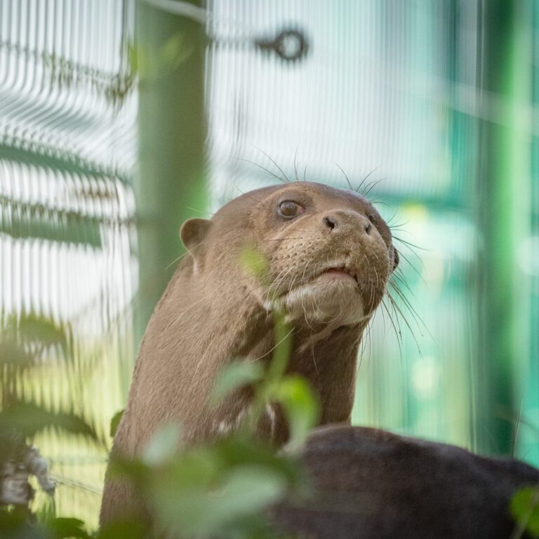 Parque Iberá: se forma la segunda pareja de nutria gigante, una especie extinta en Argentina