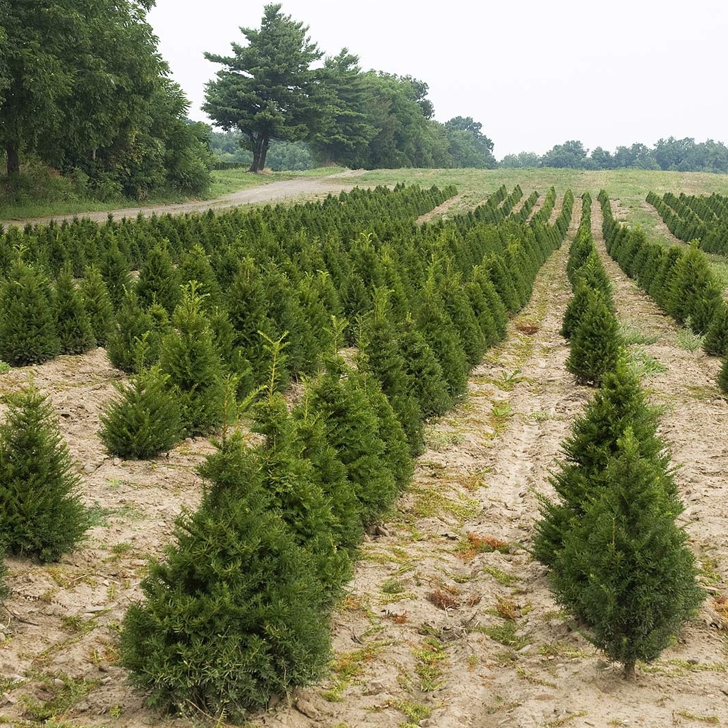 BBVA otorgó una carta de crédito standby sostenible a Arauco Argentina