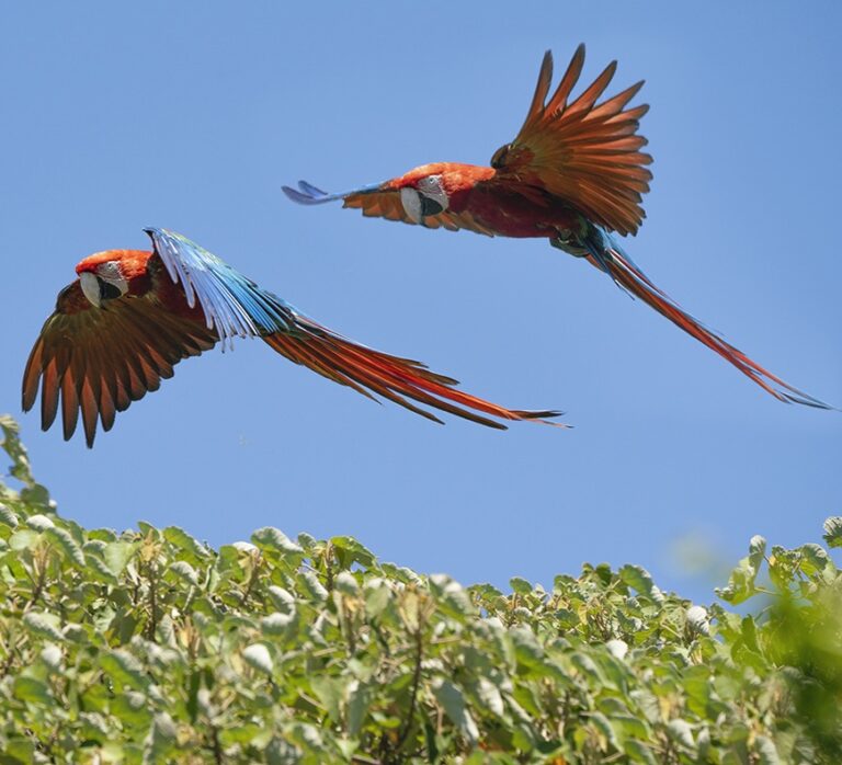 Tras los incendios en Corrientes, se liberaron cinco nuevos guacamayos rojos