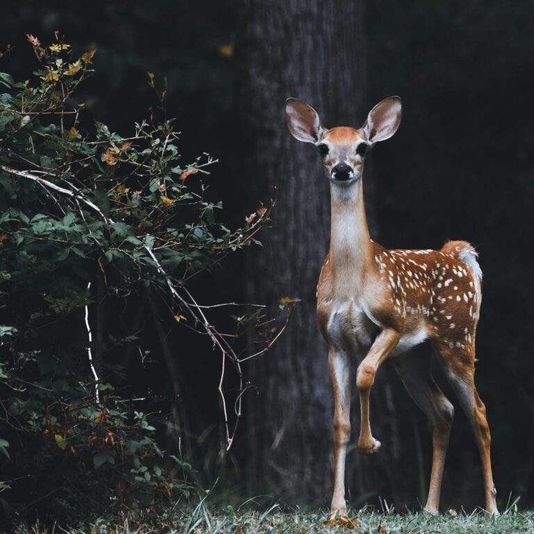 Se realizó el primer taller en línea sobre la lucha contra el tráfico de vida silvestre