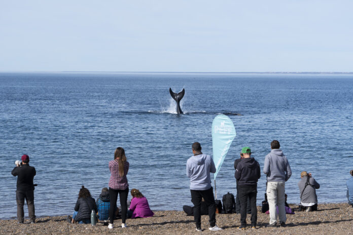 Llega la 8va edición del Patagonia Eco Film Fest