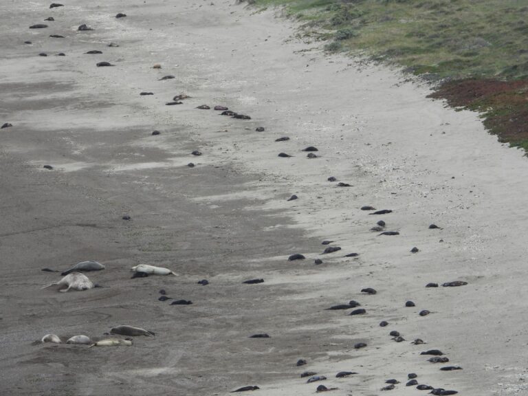 PEFF realizó un informe sobre la gripe aviar y su impacto en los elefantes marinos presentes en la Patagonia