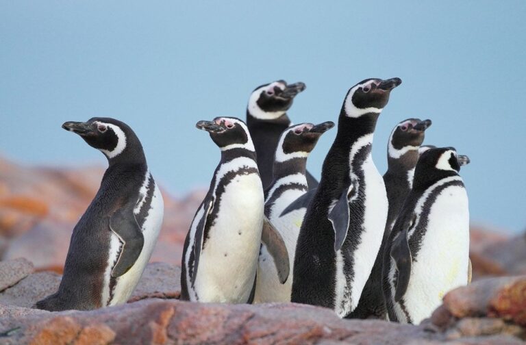 Punta Tombo: «El pingüino de Magallanes es un gran indicador del estado del mar»