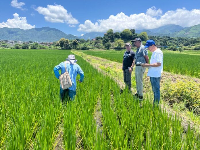 Arroz Biogénico Nutracéutico: producen arroz fertilizado con plantas acuáticas