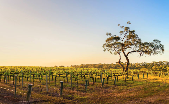 BBVA impulsa la sostenibilidad con un préstamo de $64,8 millones al Grupo Peñaflor