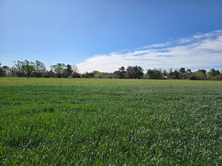 Inteligencia artificial en el agro: las 5 tendencias clave que revolucionarán la agricultura en 2025