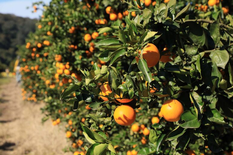 Ledesma incrementó un 24% su producción de frutas en 2024