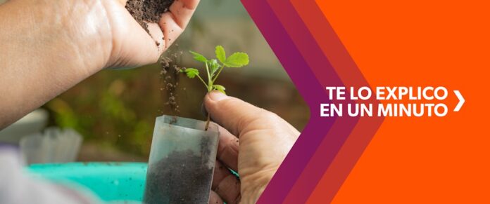 Restauración de bosques, una iniciativa clave para el futuro del agua