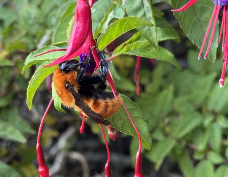 Como un innovador proyecto argentino está ayudando a salvar a las abejas en la patagonia