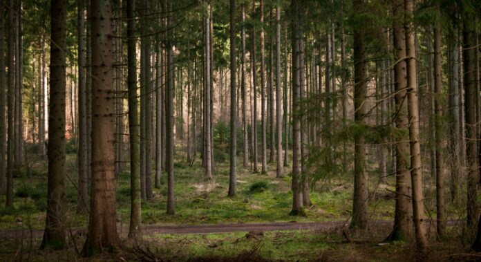 Bosques en alerta en Argentina y el aporte de la tecnología para su protección